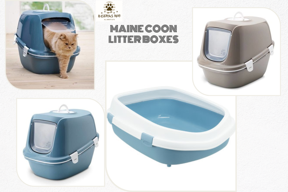 Maine Coon Litter Box: A Luxury Living for your Feline Fellow