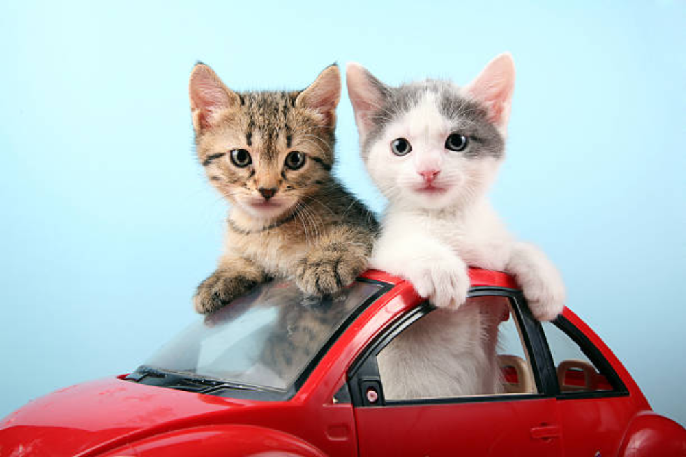 Best Practices for Safely Transporting Cats Across Country