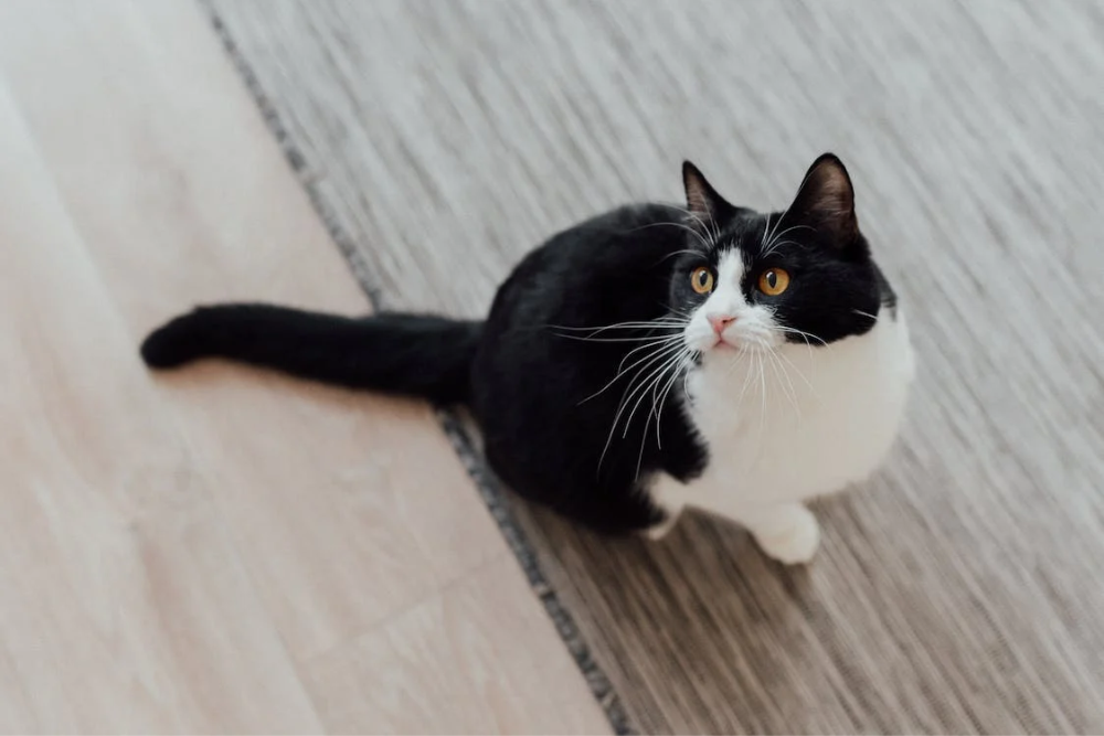 Black and White Beauties: The Intriguing World of Tuxedo Cat Personalities and Breeds