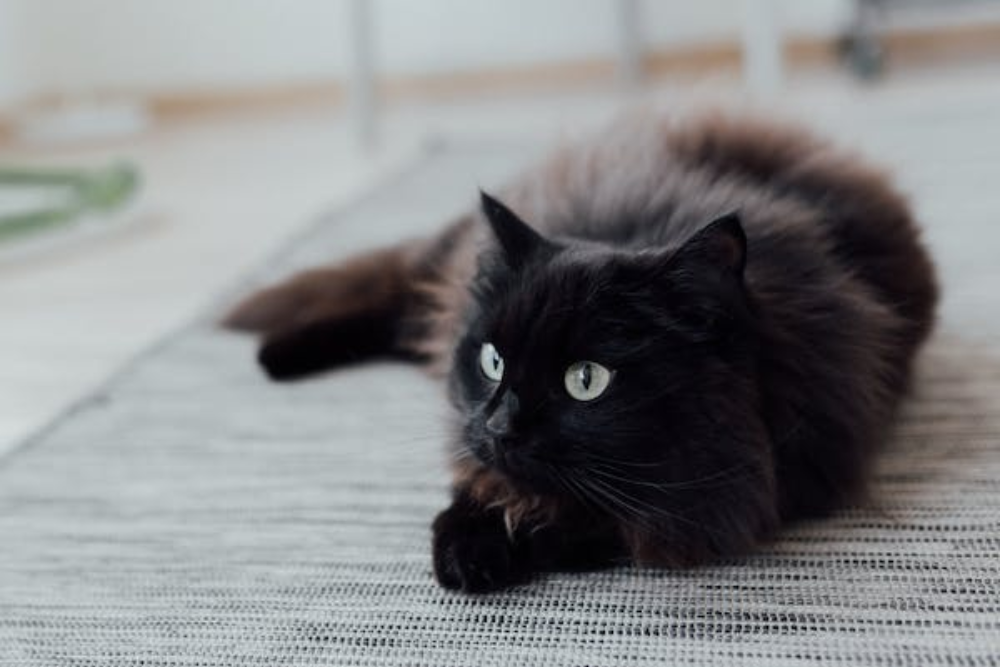 Black Maine Coon Cat Breed Info: A Comprehensive Guide