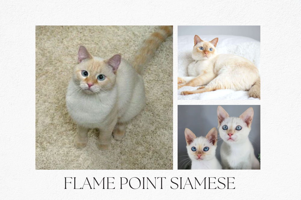 Flame Point Siamese Cats: Unveiling Their Unique Charms