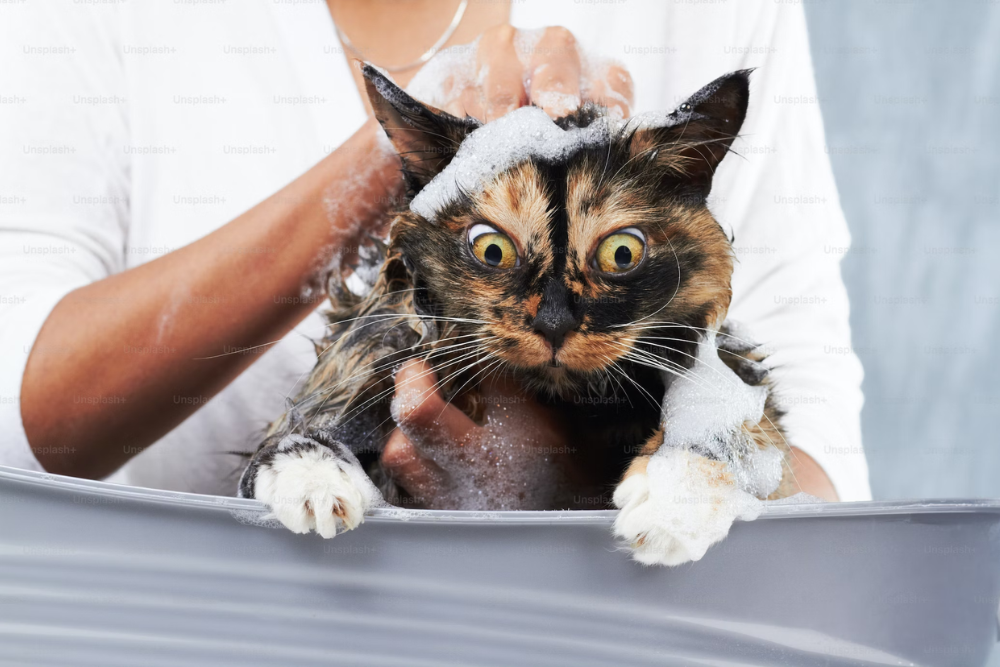 Flea Bath For Cats: A Cat-Centric Approach to Keeping Your Pet Comfortable