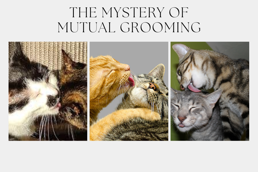 Unraveling the Enigma: Why Cats Groom Each Other