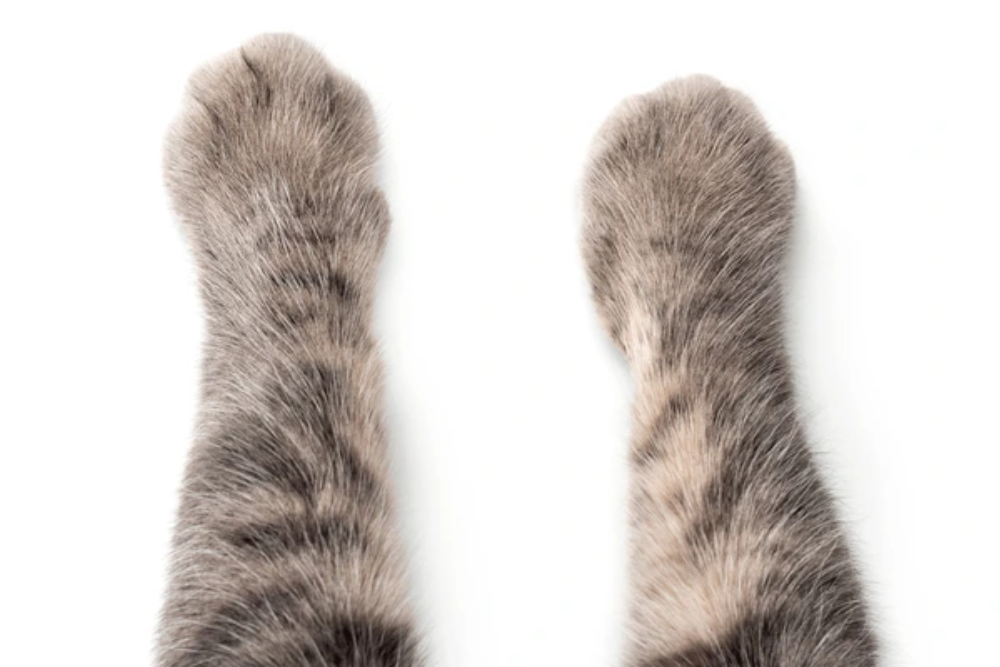 Fur on Cats Paws: Benefits, Techniques & Safety Trimming Tips