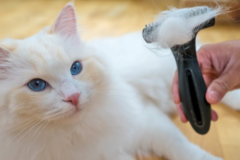 Is it Okay to Deshed Your Cat? A Comprehensive Guide to Cat Deshedding Tools