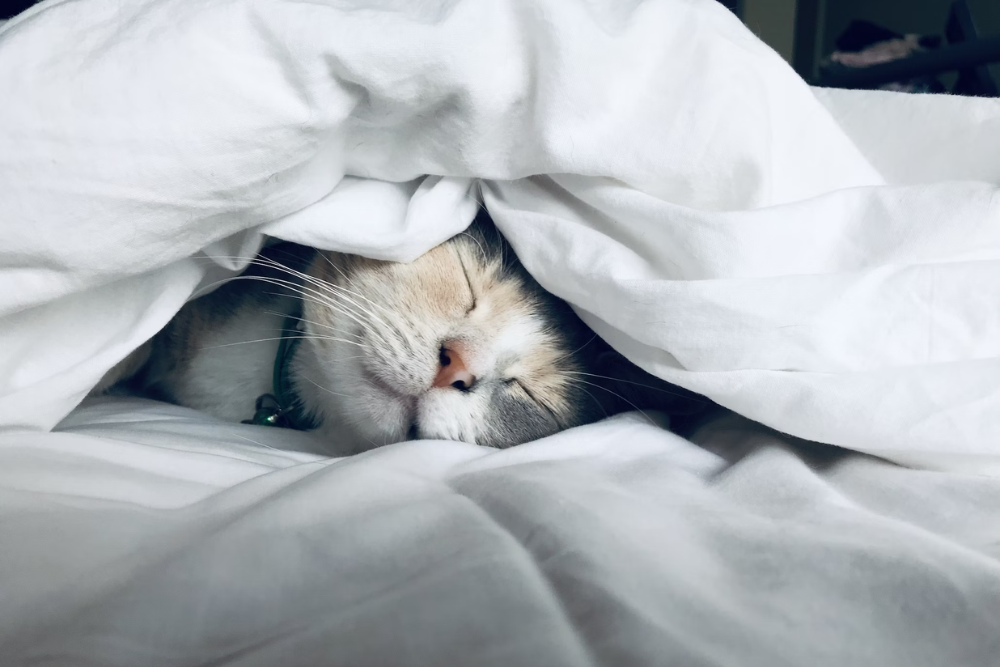 Unveiling the Secrets: Can Cats Get Colds?