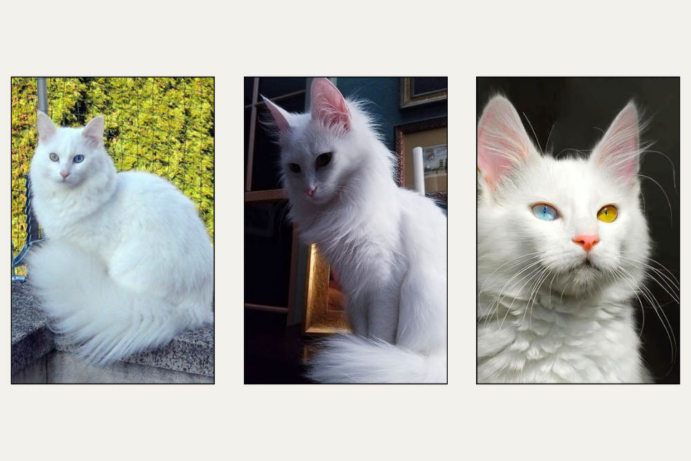 How to Identify a Turkish Angora Cat and Understanding the Price
