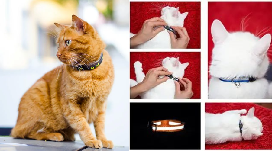 Cat Flea Collar 101: Everything You Need to Know About Protection and Safety