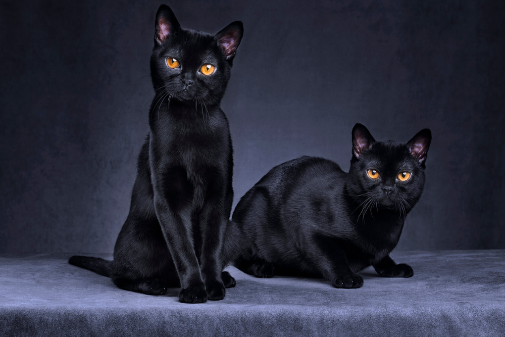 The Top 13 Most Beautiful Black Cats