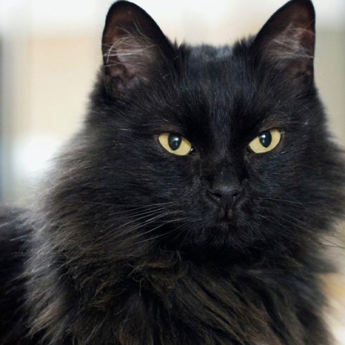 black Maine Coon Cats