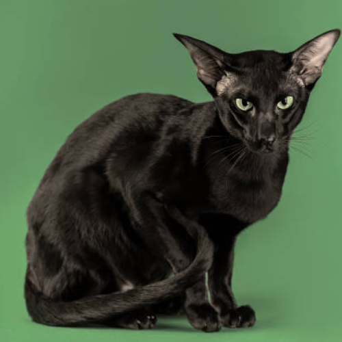 Black Oriental Shorthair Cats