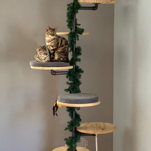 Cats Love High Places for Watching and Hiding