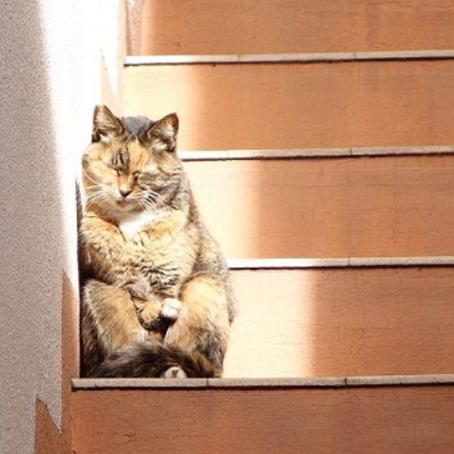 Cats Love A Sunny Spot to Snooze