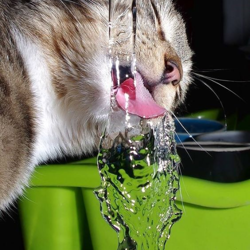 Cats Love Running Water
