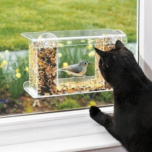Cats Love Watching Birds