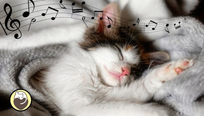Sounds Cats Love: A Harmonious Feline Symphony