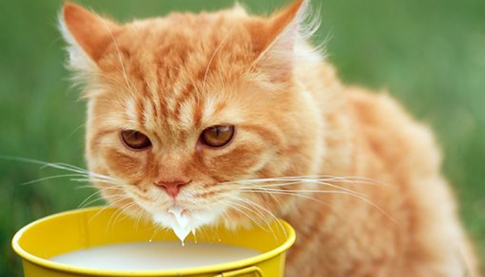 why do cats love milk?