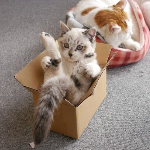 Cats Love Cardboard