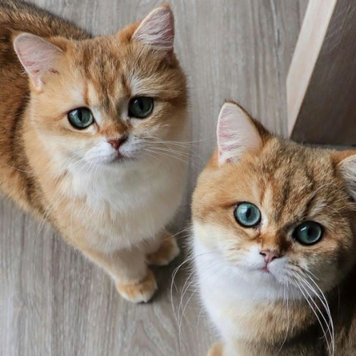 British Shorthair, similarities to garfield cat