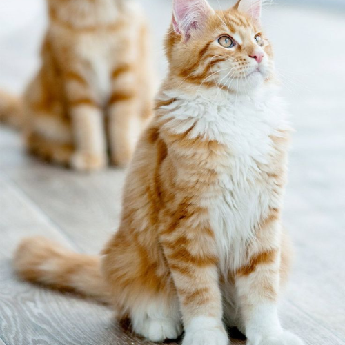 Maine Coon, similarity to garfield