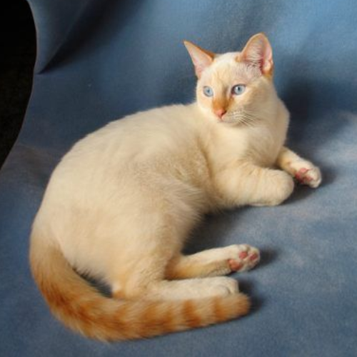 Siamese Cat resemblance to garfield