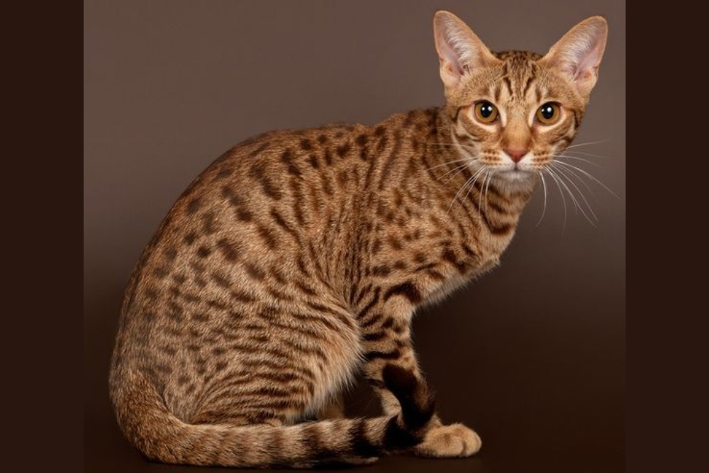All About Ocicat Cats