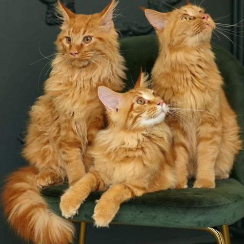 Maine Coon Cat: The Majestic Gentle Giant