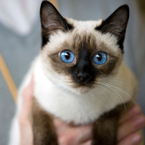 Siamese: Elegance Personified