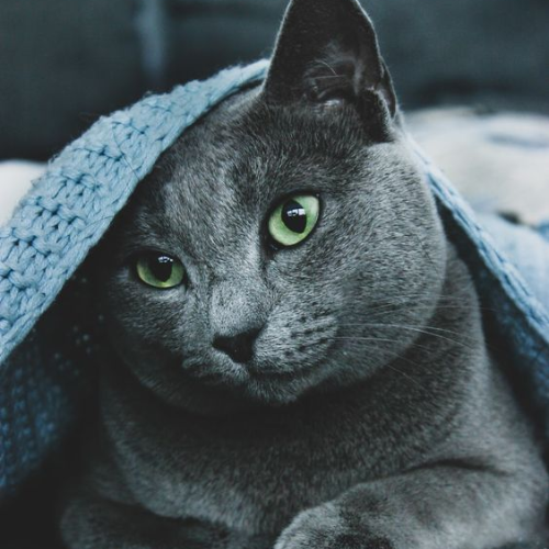 Russian Blue: Mysterious and Elegant