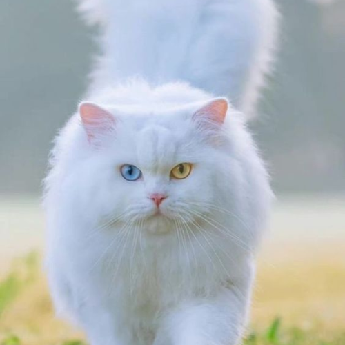 Persian: The Aristocrats of the Feline World