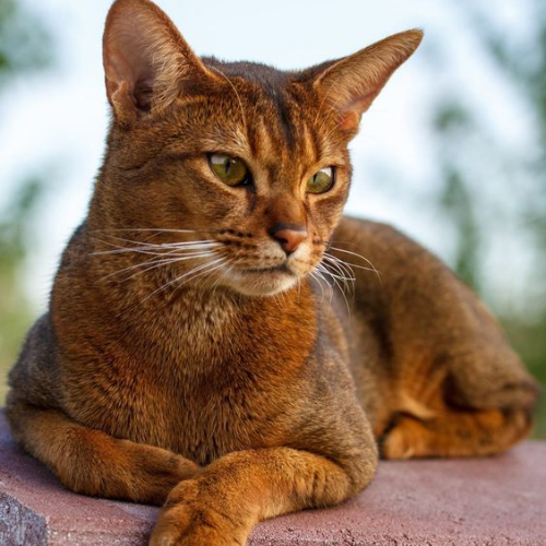 Abyssinian: The Timeless Elegance