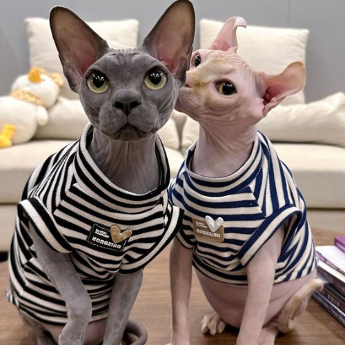 Sphynx: Elegance in the Absence of Fur