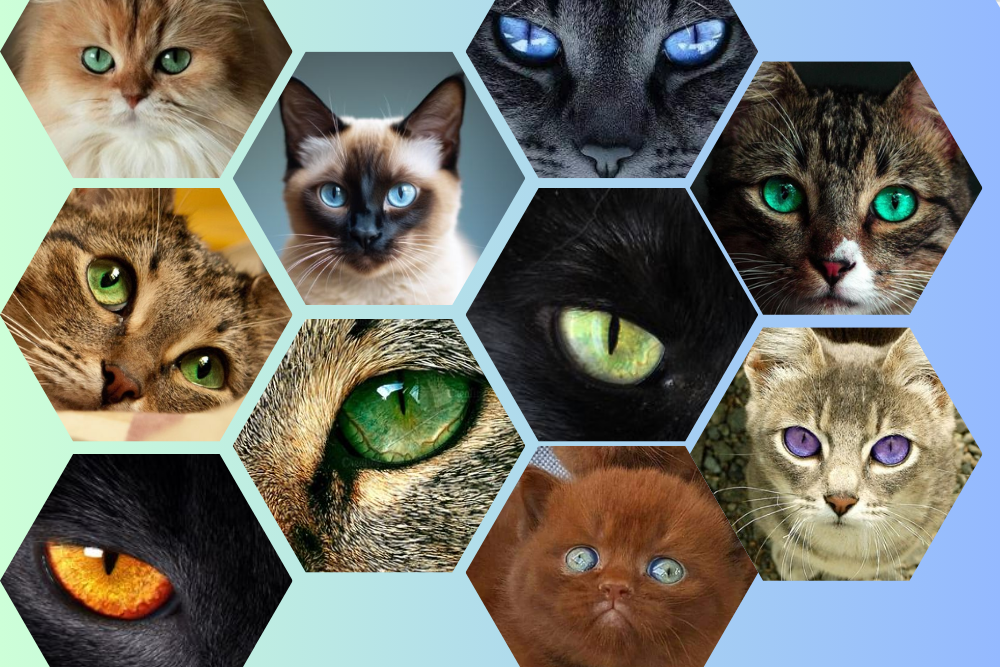 Eyes of the Feline World Celebrating Cat Eye Colors Across Different Breeds