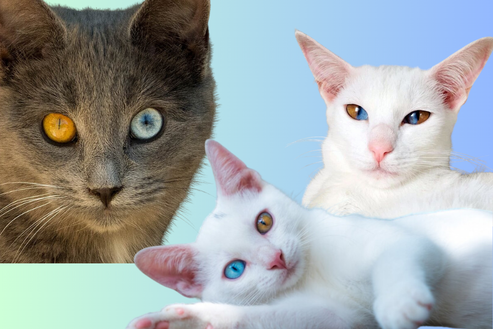 What is the Rarest Cat Eye Color?